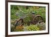 Old Bicycle with Flower Basket in Garden with Zinnias, Marion County, Illinois-Richard and Susan Day-Framed Photographic Print