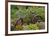 Old Bicycle with Flower Basket in Garden with Zinnias, Marion County, Illinois-Richard and Susan Day-Framed Photographic Print