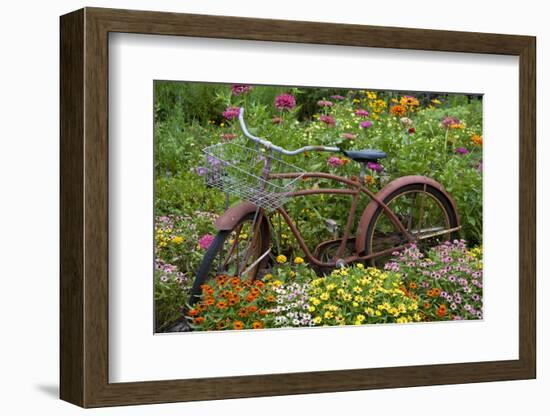 Old Bicycle with Flower Basket in Garden with Zinnias, Marion County, Illinois-Richard and Susan Day-Framed Photographic Print