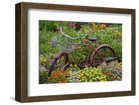 Old Bicycle with Flower Basket in Garden with Zinnias, Marion County, Illinois-Richard and Susan Day-Framed Photographic Print