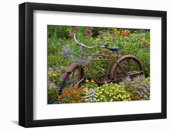 Old Bicycle with Flower Basket in Garden with Zinnias, Marion County, Illinois-Richard and Susan Day-Framed Photographic Print