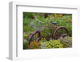 Old Bicycle with Flower Basket in Garden with Zinnias, Marion County, Illinois-Richard and Susan Day-Framed Photographic Print