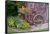 Old Bicycle with Flower Basket Next to Old Outhouse Garden Shed. Marion County, Illinois-Richard and Susan Day-Framed Stretched Canvas