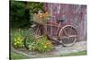 Old Bicycle with Flower Basket Next to Old Outhouse Garden Shed. Marion County, Illinois-Richard and Susan Day-Stretched Canvas