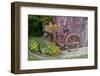 Old Bicycle with Flower Basket Next to Old Outhouse Garden Shed. Marion County, Illinois-Richard and Susan Day-Framed Photographic Print