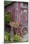 Old Bicycle with Flower Basket Next to Old Outhouse Garden Shed-Richard and Susan Day-Mounted Photographic Print