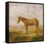 Old Billy, a Draught Horse, Aged 62 (Oil on Panel)-Charles Towne-Framed Stretched Canvas