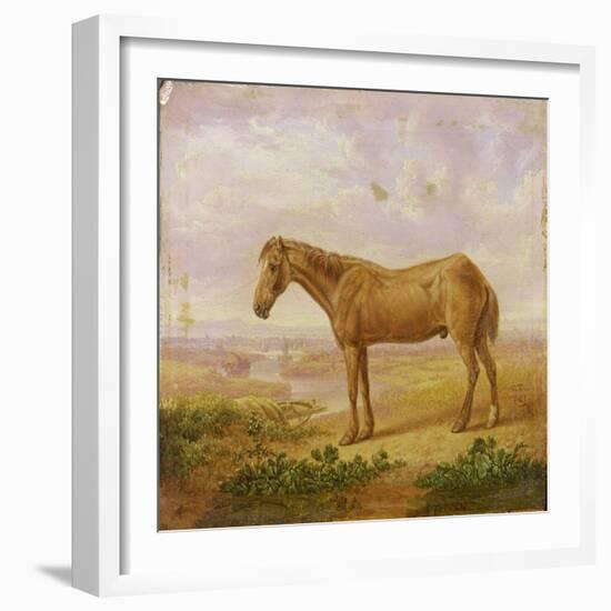 Old Billy, a Draught Horse, Aged 62 (Oil on Panel)-Charles Towne-Framed Giclee Print