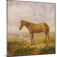 Old Billy, a Draught Horse, Aged 62 (Oil on Panel)-Charles Towne-Mounted Giclee Print