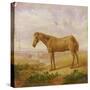 Old Billy, a Draught Horse, Aged 62 (Oil on Panel)-Charles Towne-Stretched Canvas