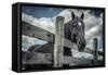 Old Black Horse-Stephen Arens-Framed Stretched Canvas