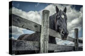 Old Black Horse-Stephen Arens-Stretched Canvas
