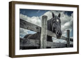 Old Black Horse-Stephen Arens-Framed Photographic Print