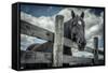 Old Black Horse-Stephen Arens-Framed Stretched Canvas