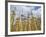 Old Buddhist Temple in the Inle Lake Region, Shan State, Myanmar (Burma)-Julio Etchart-Framed Photographic Print