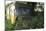 Old Bus in Woodland-Clive Nolan-Mounted Photographic Print