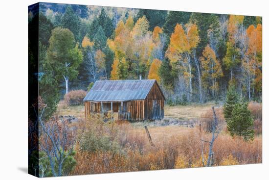 Old Cabin in Autumn Woods Hope Valley California-Vincent James-Stretched Canvas