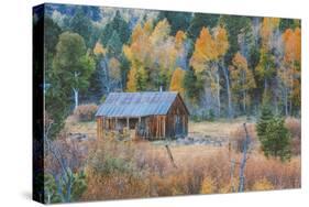 Old Cabin in Autumn Woods Hope Valley California-Vincent James-Stretched Canvas