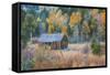 Old Cabin in Autumn Woods Hope Valley California-Vincent James-Framed Stretched Canvas