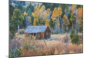 Old Cabin in Autumn Woods Hope Valley California-Vincent James-Mounted Photographic Print