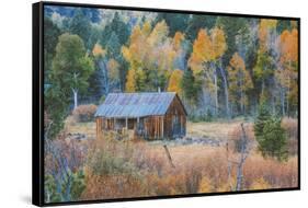Old Cabin in Autumn Woods Hope Valley California-Vincent James-Framed Stretched Canvas