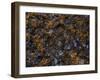 Old Castle Wall-Steven Maxx-Framed Photographic Print