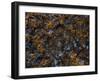 Old Castle Wall-Steven Maxx-Framed Photographic Print