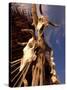 Old Cattle Skulls, Todos Santos, Baja, Mexico-Walter Bibikow-Stretched Canvas