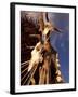 Old Cattle Skulls, Todos Santos, Baja, Mexico-Walter Bibikow-Framed Photographic Print