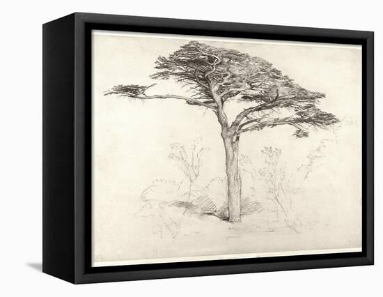 Old Cedar Tree in Botanic Garden, Chelsea, 1854 (Pencil on Paper)-Samuel Palmer-Framed Stretched Canvas