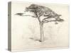 Old Cedar Tree in Botanic Garden, Chelsea, 1854 (Pencil on Paper)-Samuel Palmer-Stretched Canvas