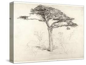 Old Cedar Tree in Botanic Garden, Chelsea, 1854 (Pencil on Paper)-Samuel Palmer-Stretched Canvas