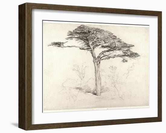 Old Cedar Tree in Botanic Garden, Chelsea, 1854 (Pencil on Paper)-Samuel Palmer-Framed Giclee Print