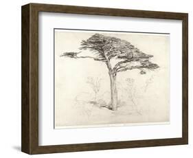 Old Cedar Tree in Botanic Garden, Chelsea, 1854 (Pencil on Paper)-Samuel Palmer-Framed Giclee Print