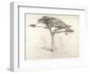 Old Cedar Tree in Botanic Garden, Chelsea, 1854 (Pencil on Paper)-Samuel Palmer-Framed Giclee Print