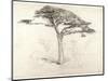 Old Cedar Tree in Botanic Garden, Chelsea, 1854 (Pencil on Paper)-Samuel Palmer-Mounted Giclee Print