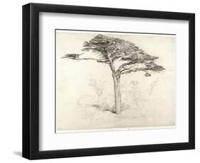 Old Cedar Tree in Botanic Garden, Chelsea, 1854 (Pencil on Paper)-Samuel Palmer-Framed Premium Giclee Print