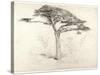 Old Cedar Tree in Botanic Garden, Chelsea, 1854 (Pencil on Paper)-Samuel Palmer-Stretched Canvas