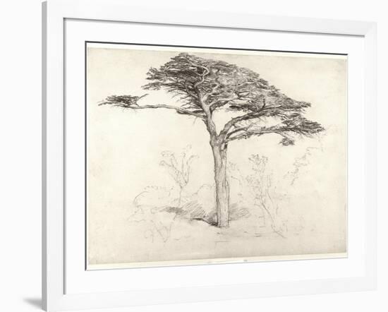 Old Cedar Tree in Botanic Garden, Chelsea, 1854 (Pencil on Paper)-Samuel Palmer-Framed Giclee Print