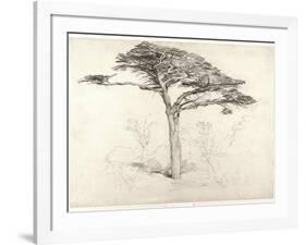 Old Cedar Tree in Botanic Garden, Chelsea, 1854 (Pencil on Paper)-Samuel Palmer-Framed Giclee Print