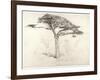 Old Cedar Tree in Botanic Garden, Chelsea, 1854 (Pencil on Paper)-Samuel Palmer-Framed Giclee Print