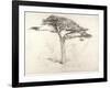 Old Cedar Tree in Botanic Garden, Chelsea, 1854 (Pencil on Paper)-Samuel Palmer-Framed Giclee Print