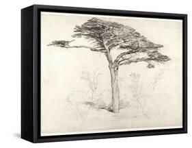 Old Cedar Tree in Botanic Garden, Chelsea, 1854 (Pencil on Paper)-Samuel Palmer-Framed Stretched Canvas