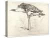 Old Cedar Tree in Botanic Garden, Chelsea, 1854 (Pencil on Paper)-Samuel Palmer-Stretched Canvas