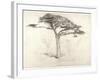 Old Cedar Tree in Botanic Garden, Chelsea, 1854 (Pencil on Paper)-Samuel Palmer-Framed Giclee Print