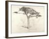 Old Cedar Tree in Botanic Garden, Chelsea, 1854 (Pencil on Paper)-Samuel Palmer-Framed Giclee Print