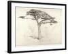 Old Cedar Tree in Botanic Garden, Chelsea, 1854 (Pencil on Paper)-Samuel Palmer-Framed Giclee Print