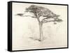 Old Cedar Tree in Botanic Garden, Chelsea, 1854 (Pencil on Paper)-Samuel Palmer-Framed Stretched Canvas