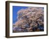 Old Cherry Tree-null-Framed Photographic Print