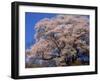 Old Cherry Tree-null-Framed Photographic Print